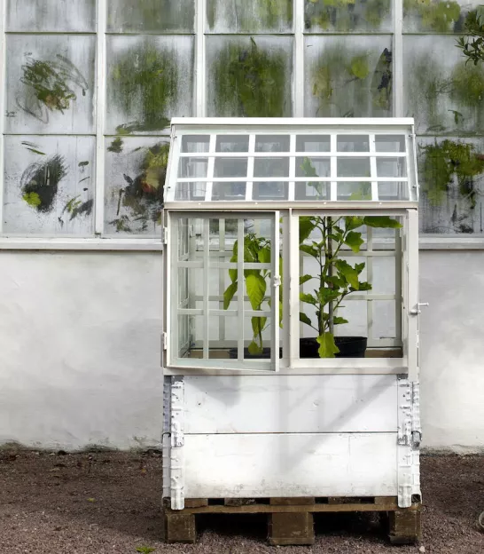 Greenhouse invernadero blanco