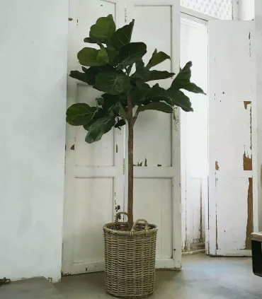 Ficus lyrata artificial (+ tamaños)