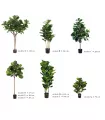 Ficus lyrata varios tamaños