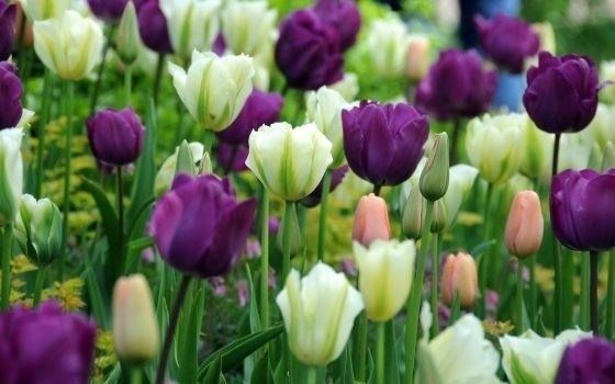 tulipan_1