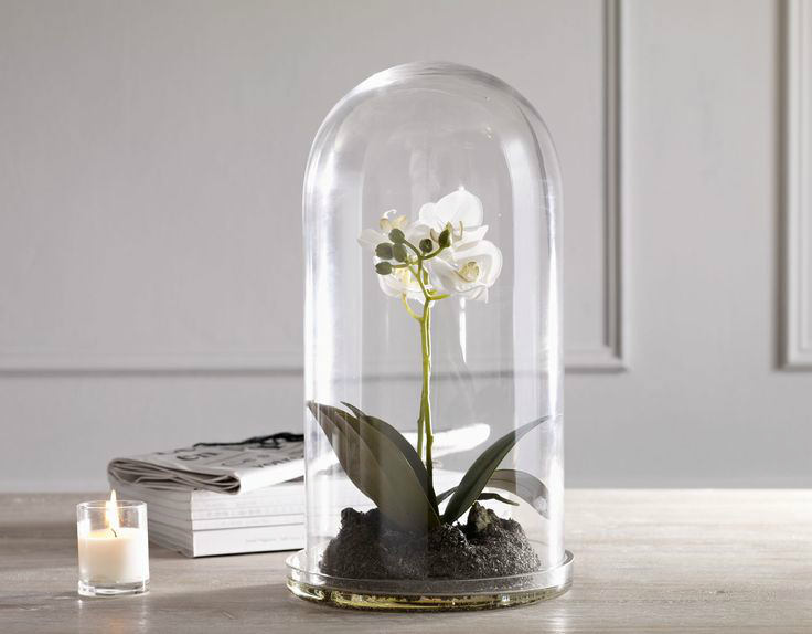orquídea urna cristal
